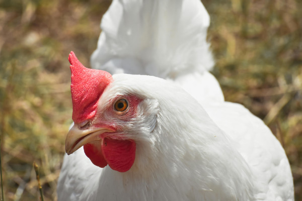 Peralatan Yang harus dalam bisnis Pemotongan Ayam